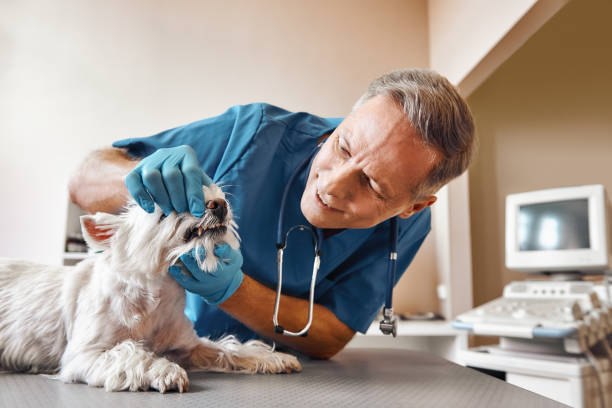 Best Emergency Root Canal Treatment in Walnut Creek, CA